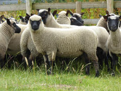 charndon ewes and lambs