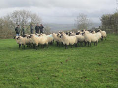 Treberfedd flock in field